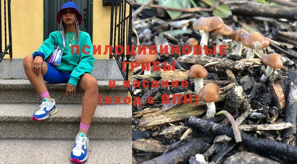 прущие грибы Богданович